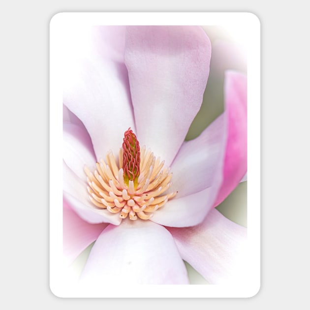 Close-up of a Magnolia Flower Sticker by TonyNorth